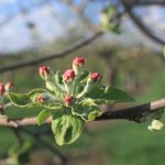 Plum Blossoms