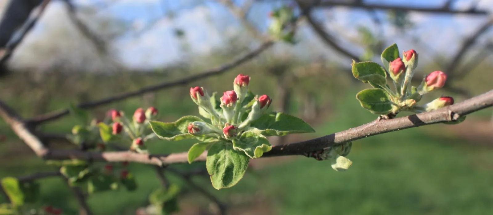 apples in pink Plum Blossoms
