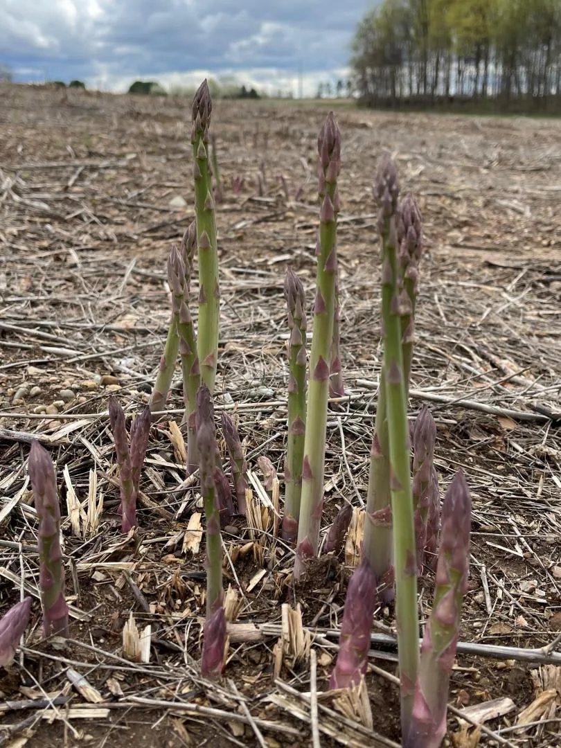 asparagus 4_11_2021 (2)