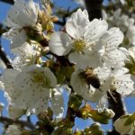 Plum Blossoms