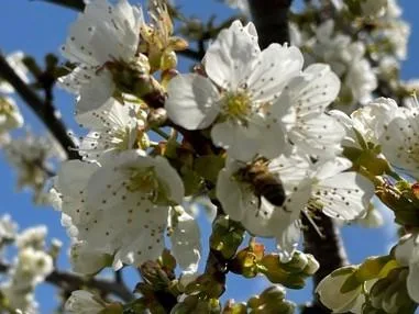 bee cherry blossoms Plum Blossoms