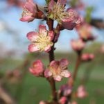 Plum Blossoms