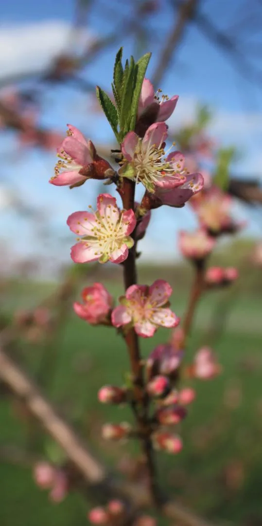 peachblossom1 Plum Blossoms