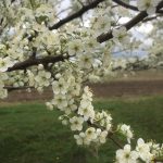 Plum Blossoms