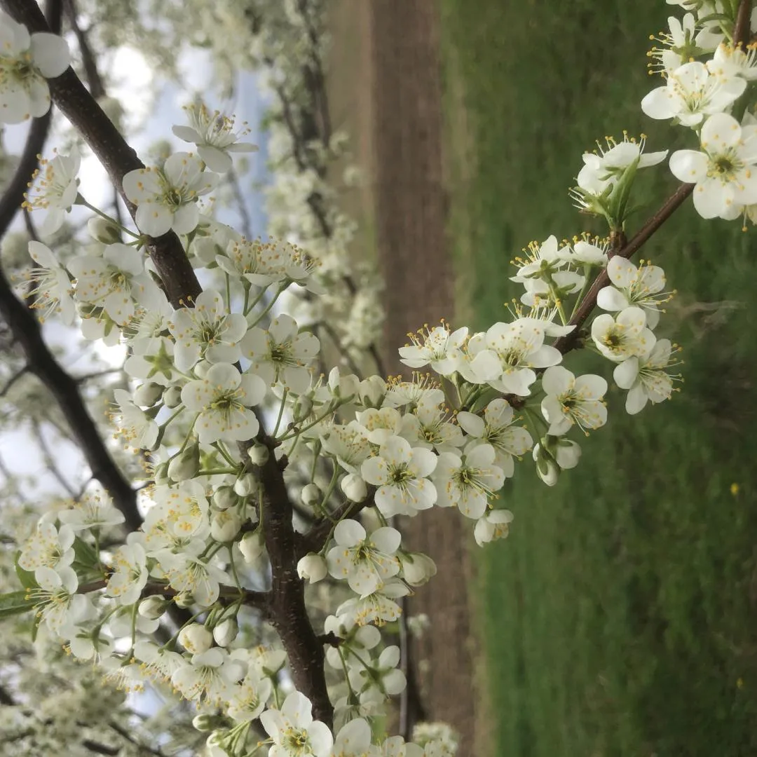 plum blossoms close up Plum Blossoms