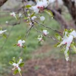 Plum Blossoms