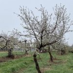 Plum Blossoms