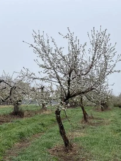 snow on apple blossoms 2 Plum Blossoms