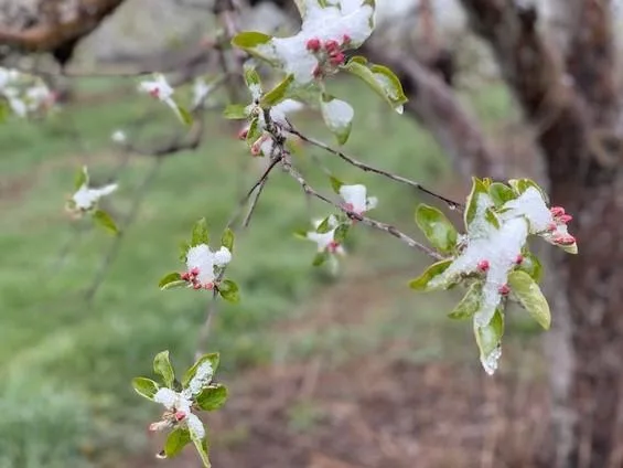 snow on apple blossoms Plum Blossoms